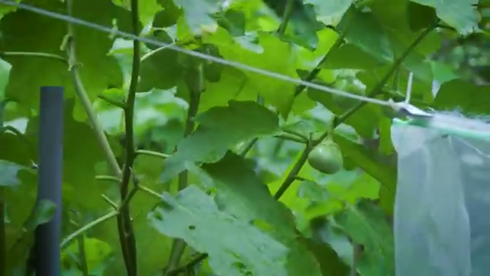 Cá kho mắm ruốc rau vườn - Cô Ba Miền Tây