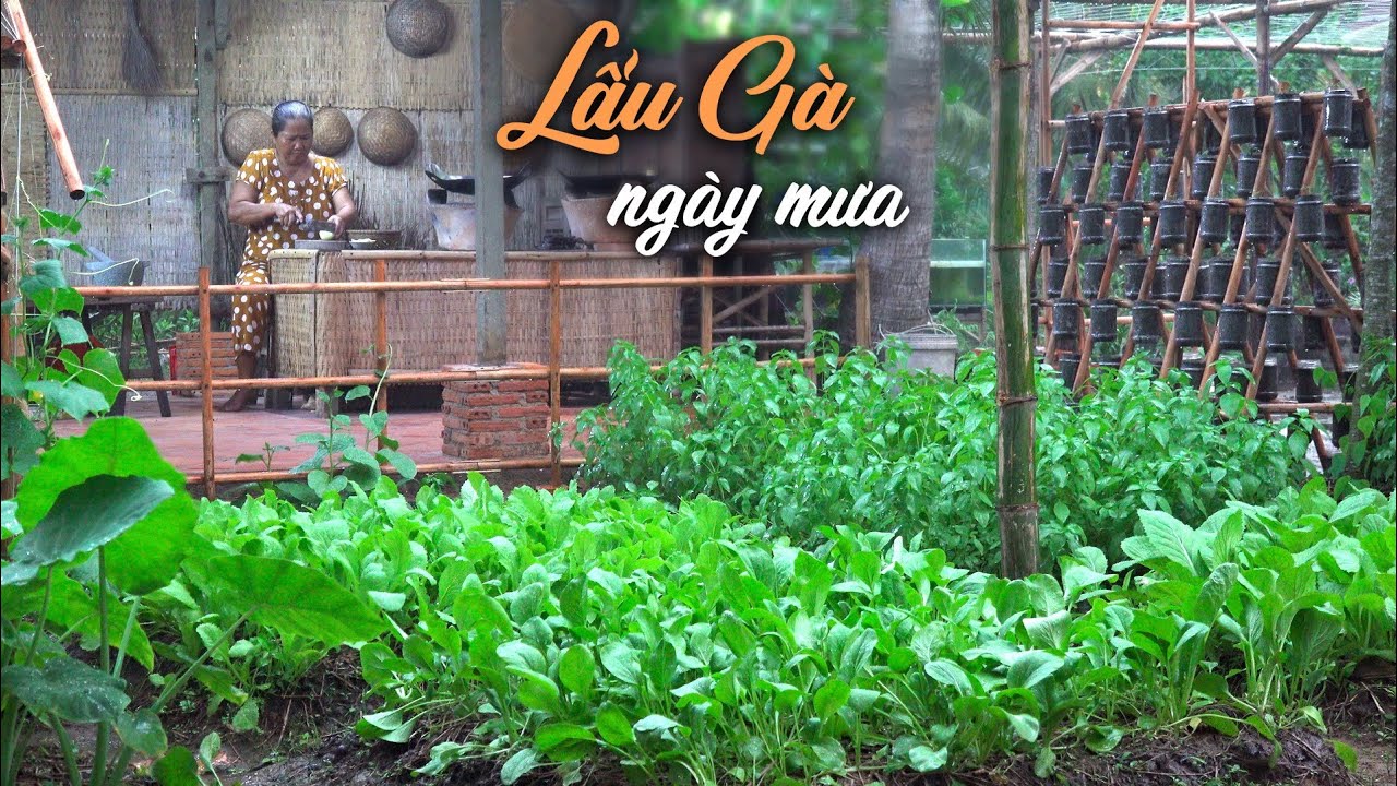 Lẩu gà lá é - Cô Ba Miền Tây